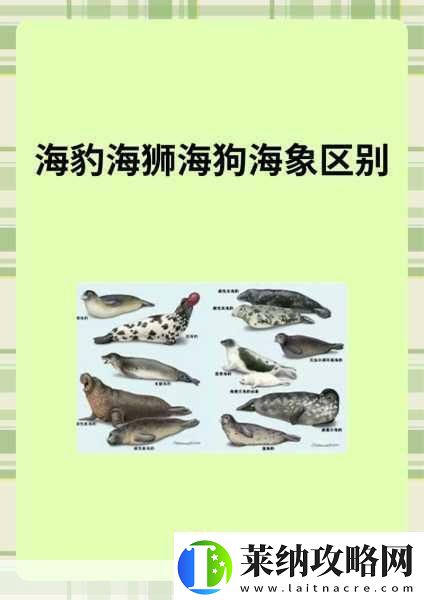 AAAA級毛皮最火的一句透露了中文社區開放信息深度解析AAAA級毛皮在中文社區的熱潮與趨勢