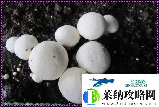 “巨灰菇”神秘現(xiàn)世