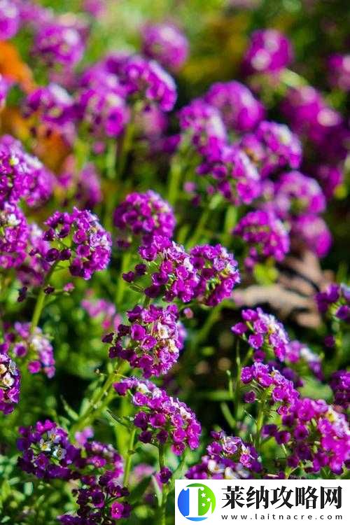 櫻草花視頻