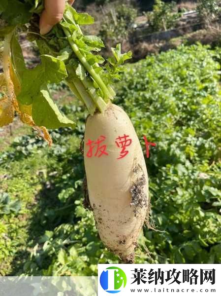 拔蘿卜不蓋被