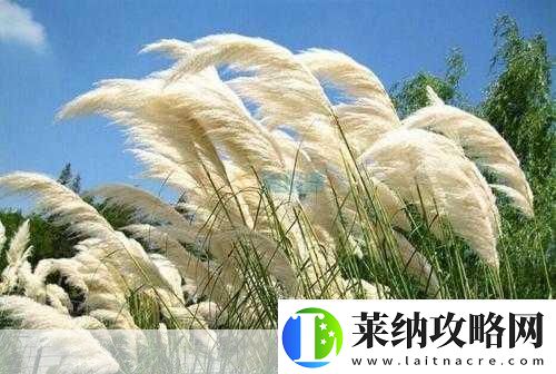 蘆葦叢深處中的溫情
