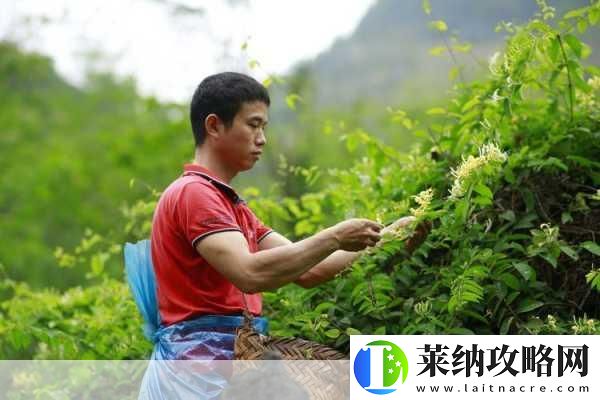 菊內(nèi)留香金銀花