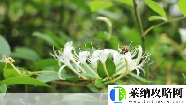 菊內(nèi)留香金銀花
