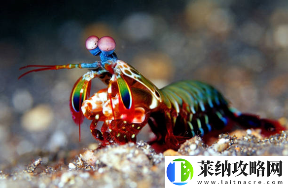 出拳速度堪比子彈