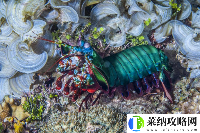 出拳速度堪比子彈