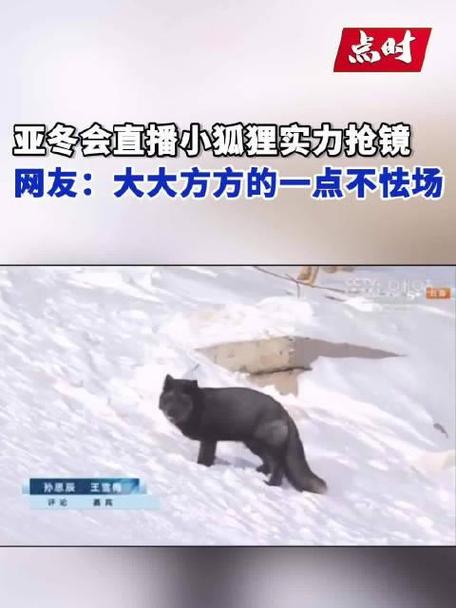小狐貍直播
