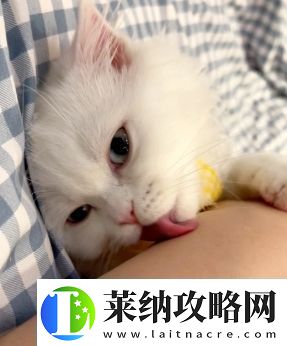 舔貓型是什么梗絡用語
