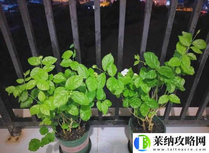 茉莉之夏新手入門全攻略