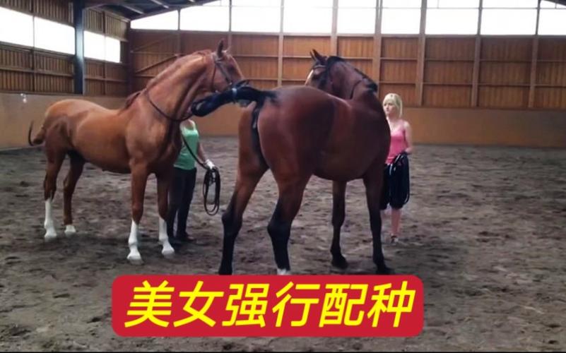 美國公馬配女人