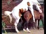 Zoom動物人配人馬