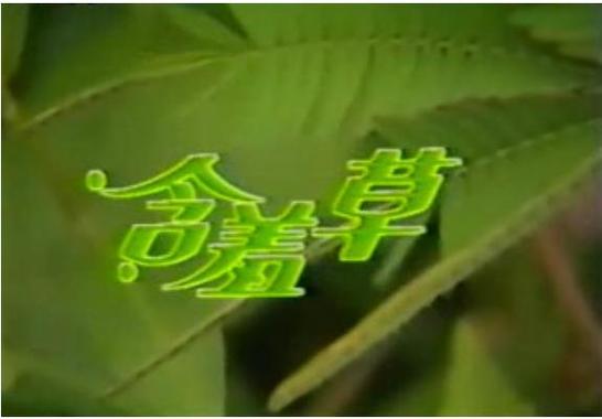 含羞草免費(fèi)觀看電視劇的背景故事