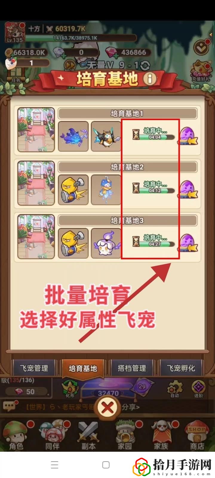 飛寵管理及云纏天梯試煉補充建議 明確自己的角色發揮最大作用