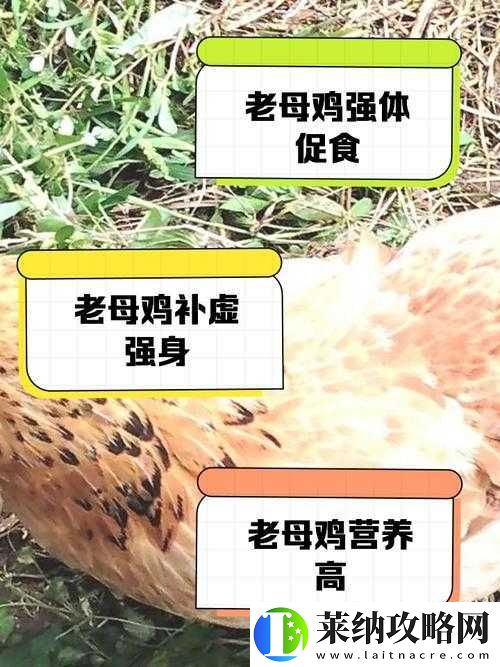 小森生活中的母雞究竟吃什么