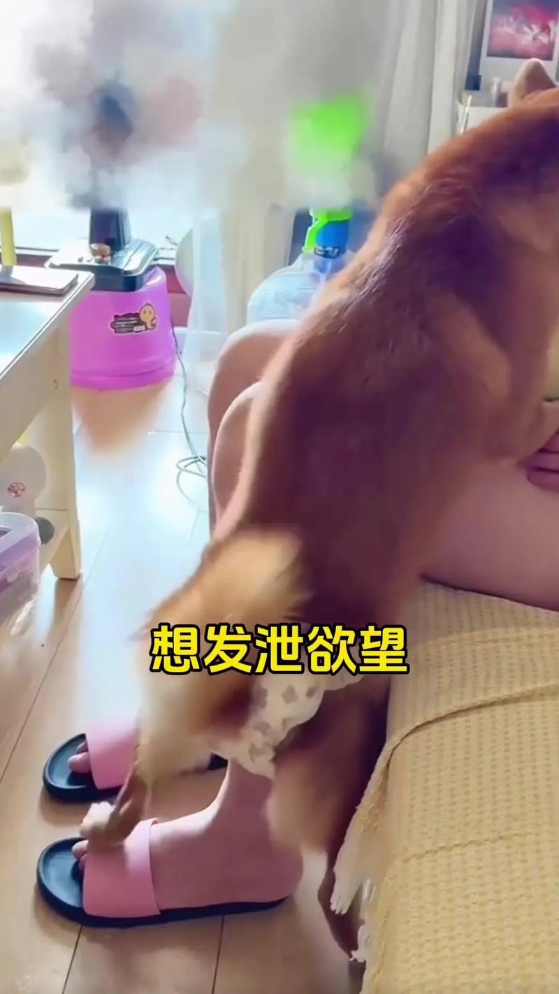 大狗鎖住女人狗的視頻大全